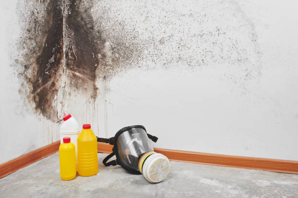 Best Commercial Mold Removal  in Fort Washington, MD