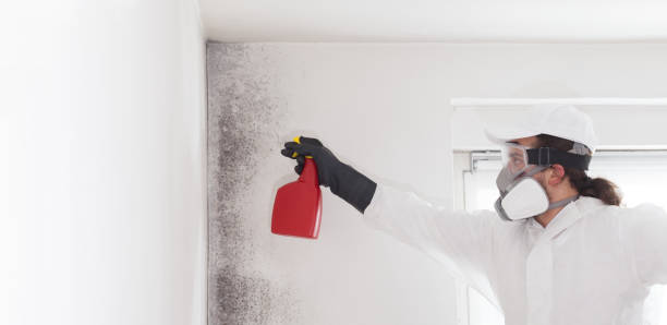 Best Affordable Mold Removal  in Fort Washington, MD