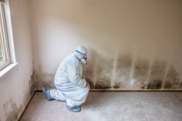 Best Black Mold Removal  in Fort Washington, MD