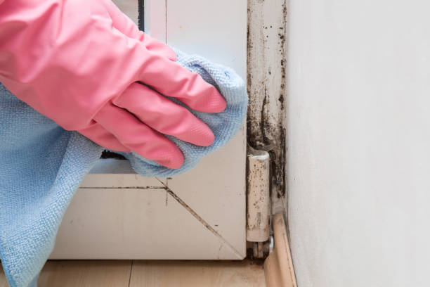 Best Toxic Mold Removal  in Fort Washington, MD
