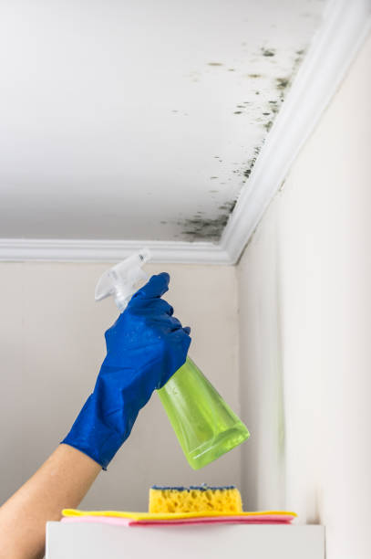 Attic Mold Removal in Fort Washington, MD